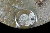 Oval Shaped Fossil Goniatite Dish #73772-1
